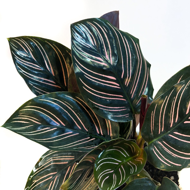 Pin Stripe Calathea – Live Plant in a 6 Inch Pot – Calathea Ornata – Beautiful Easy to Grow Air Purifying Indoor Plant (1 Plant)