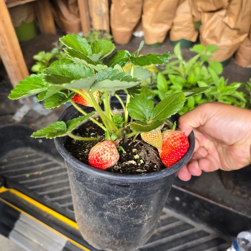 Plant Strawberry ‘Senga Sengana’ in 1 gallon pot