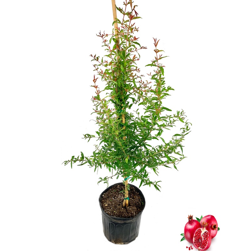 Pomegranate Tree – Live Tree in a 3 Gallon Pot – 3 to 5 Feet Tall – Edible Fruit Bearing Tree