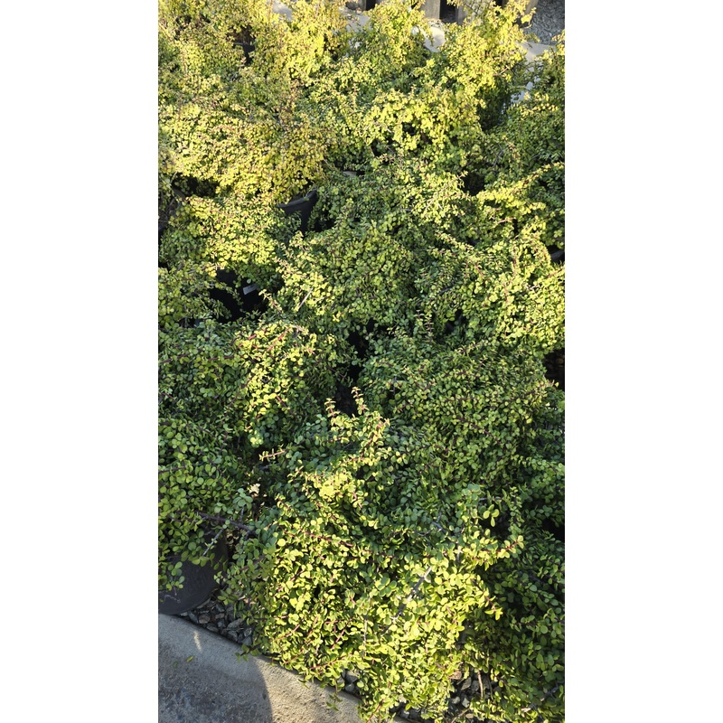 Portulacaria afra ‘Elephant Bush’in 5 gallon pot