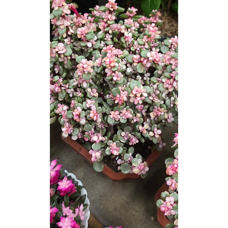 Portulacaria afra Pink Variegated Root in moss, Bonsai shape