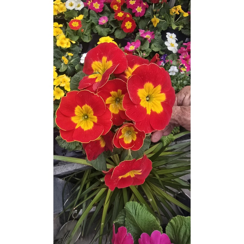 Primrose plant red and yellow in 4 inch pot