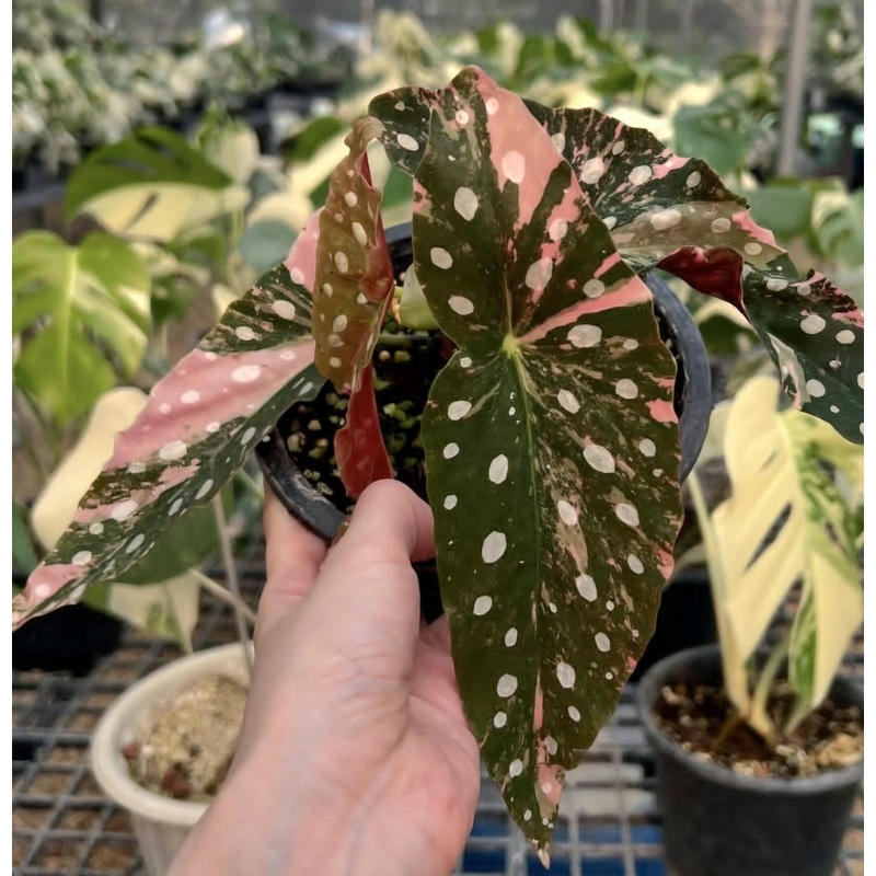 Rare Begonia Maculata Pink Variegated root in moss