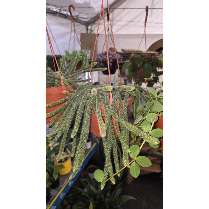 Rattail Cactus in 6 inch pot hanging basket