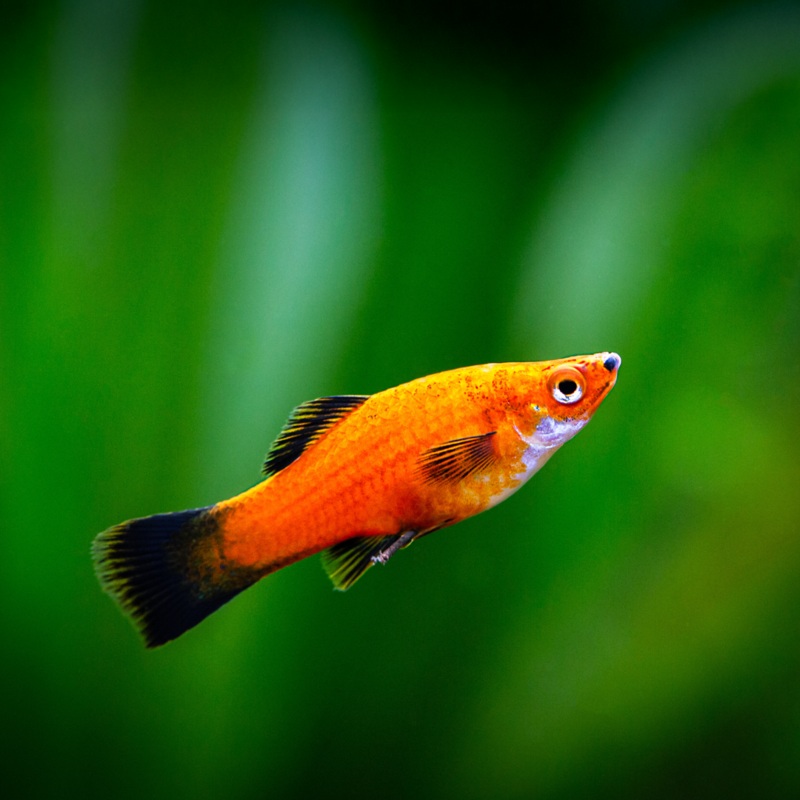 Red Wag Platy | Xiphophorus maculatus
