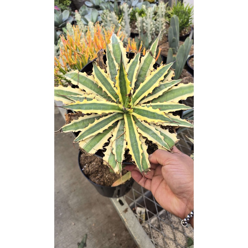 Saw Leaf Agave or Thorn-Crested Century Plant in 8 inch pot full sun