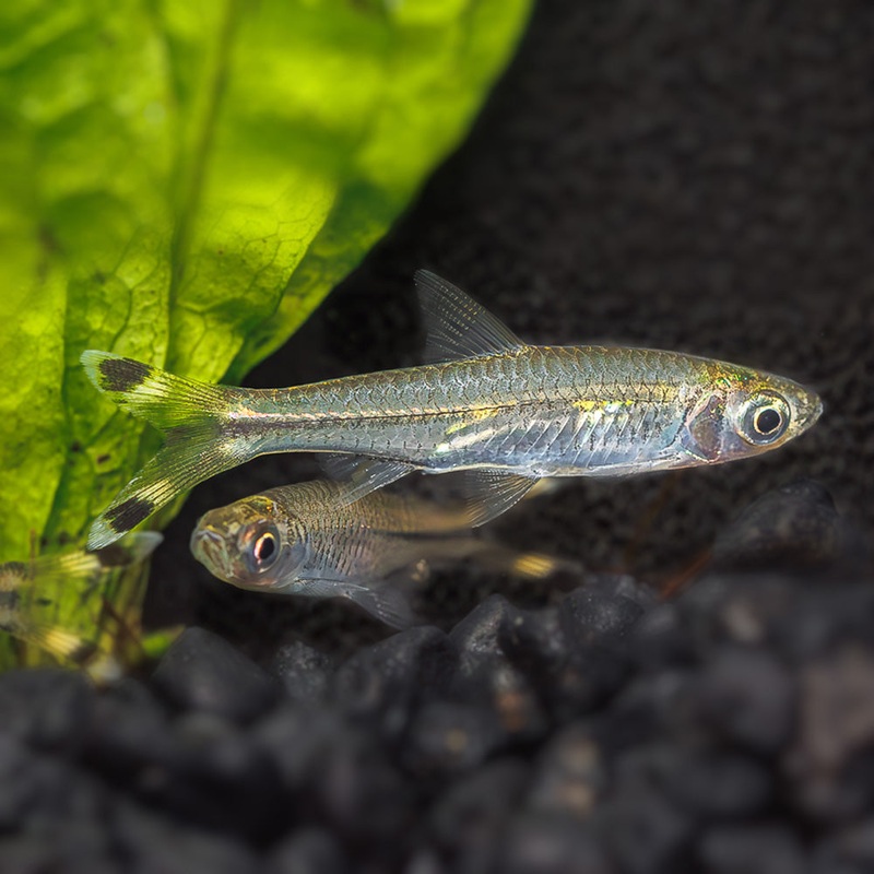 Scissortail Rasbora|Imported|1 Fish