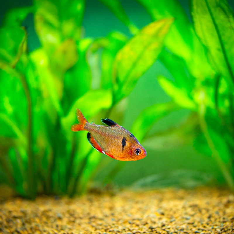 Serpae Tetra | Hyphessobrycon eques