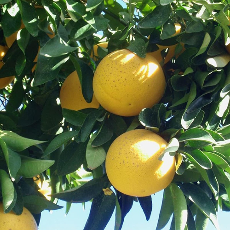 Star Ruby Grapefruit Tree – Live Plant in a 5 Gallon Pot – 2-3 Feet Tall – Florida Only – Cannot Ship Out of Florida – Beautiful Fruit Tree for Patio and Garden