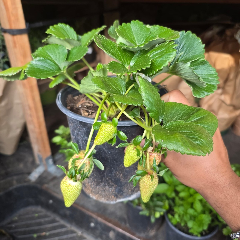 Strawberry Fragaria  ananassa Plant in 1 Gallon Pot with fruit