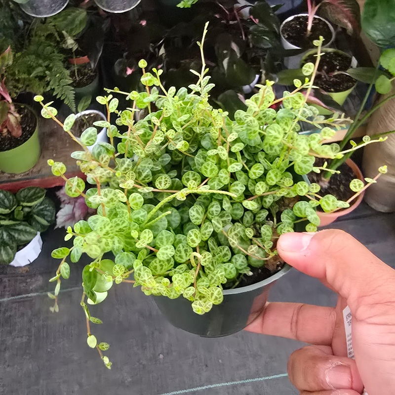 String of turtles in 4 inch pot succulent plant