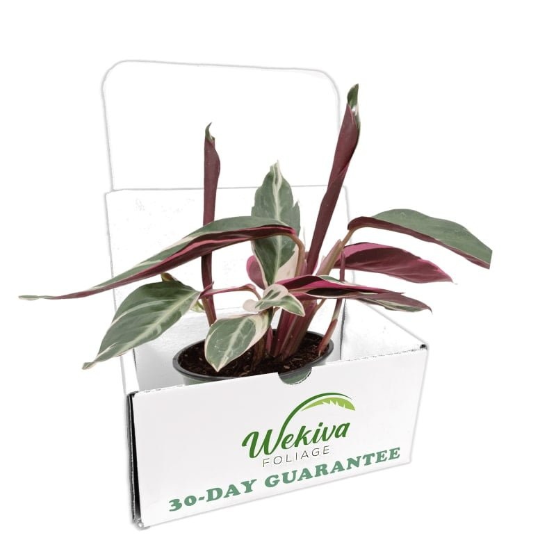 Stromanthe Pink Prayer Plant – Live Plant in an 4 inch Pot – Stromanthe Sanguinea Triostar – Beautiful Low Light Indoor Plant