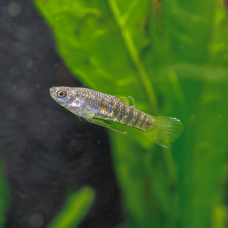 Tiger Teddy | Neoheterandria elegans