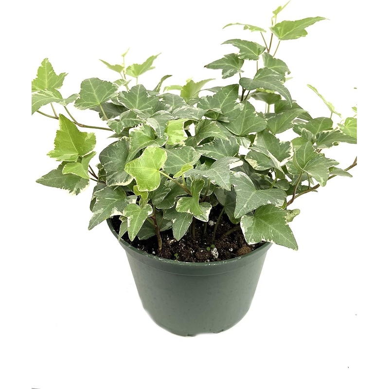 Variegated English Ivy – Live Plants in 6 Inch Pots – Hedera Helix – Beautiful Easy Care Indoor Air Purifying Houseplant Vine