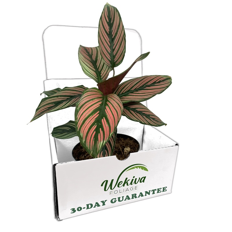 White Star Calathea – Live Plant in a 4 inch Growers Pot – Calathea Majestica – Rare and Beautiful Indoor Houseplant