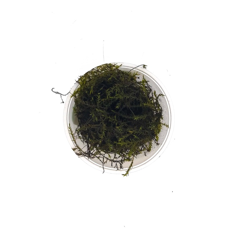 Willow Moss | Fontinalis antipyretica