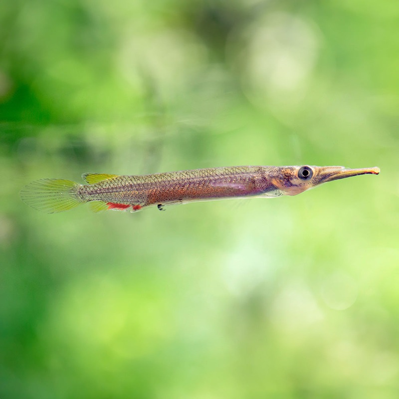 Wrestling Halfbeak|Imported|1 Fish