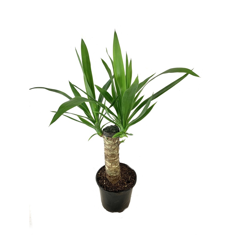 Yucca Cane Plant – Live Plant in a 6 inch Pot – Yucca Guatemalensis – Beautiful Easy Care Air Purifying Indoor Houseplant