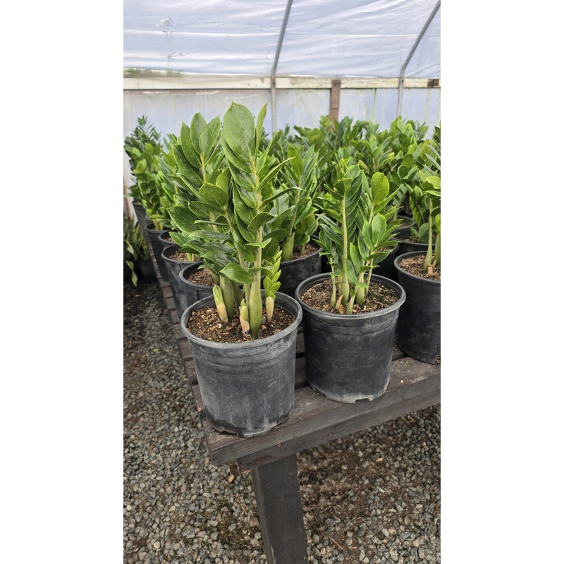ZZ Plant green Zamioculcas zamiifolia in 3 gallon pot