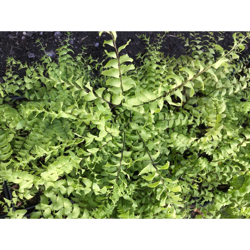 Adiantum pedatum|1 litre