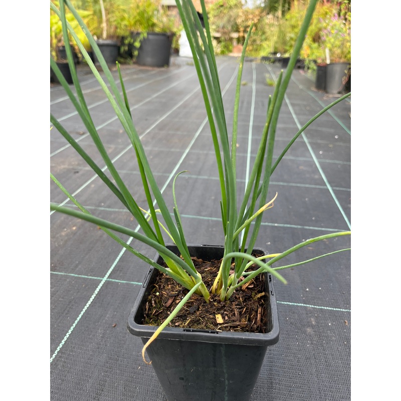 Allium cepa Perutile EVERLASTING ONION