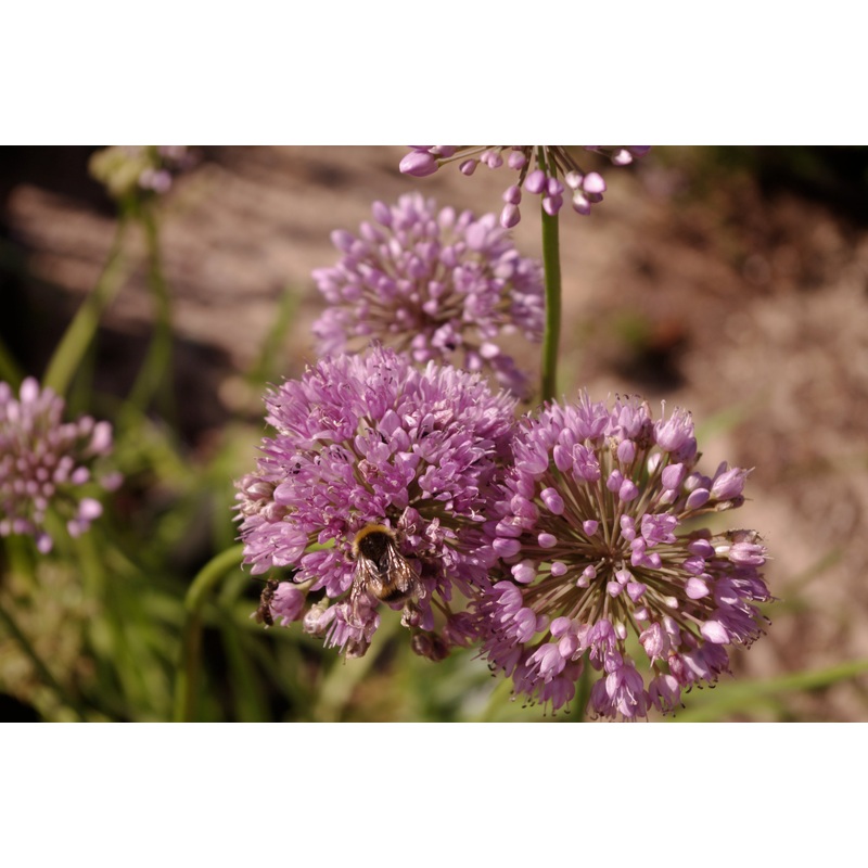 Allium nutans|9 cm pot|7 cm pot