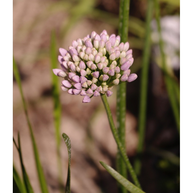 Allium senescens ‘Lisa Green’|1 litre pot|9 cm pot