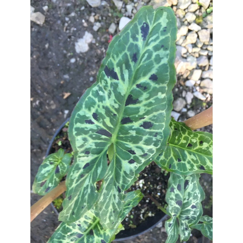 Arum concinnatum ‘Mount Ida Form’