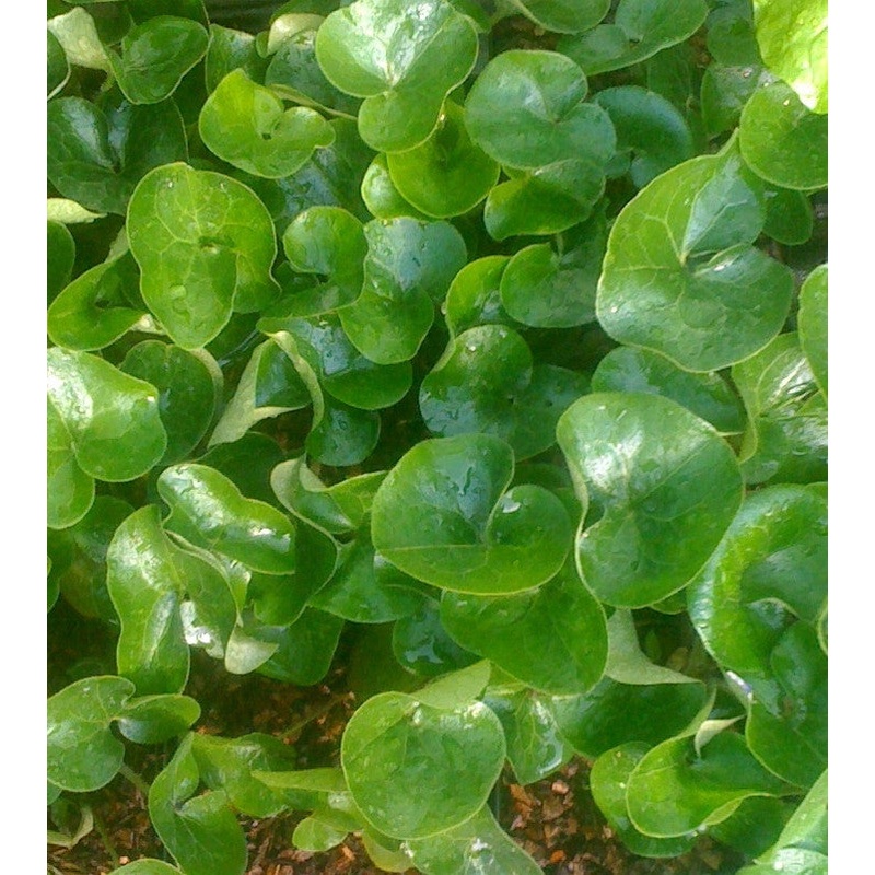 Asarum europaeum AGM|1 litre pot|9 cm pot