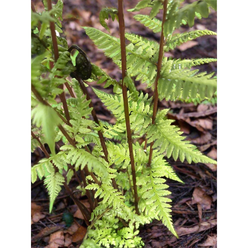 Athyrium filix-femina subsp. angustum f. rubellum Lady in Red