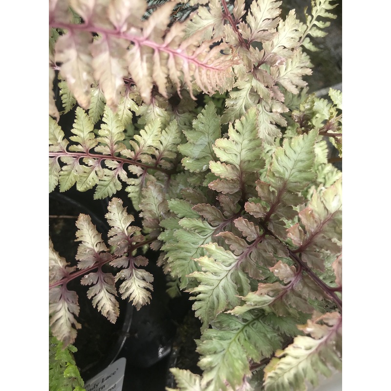 Athyrium niponicum var. pictum ‘Burgundy Lace’