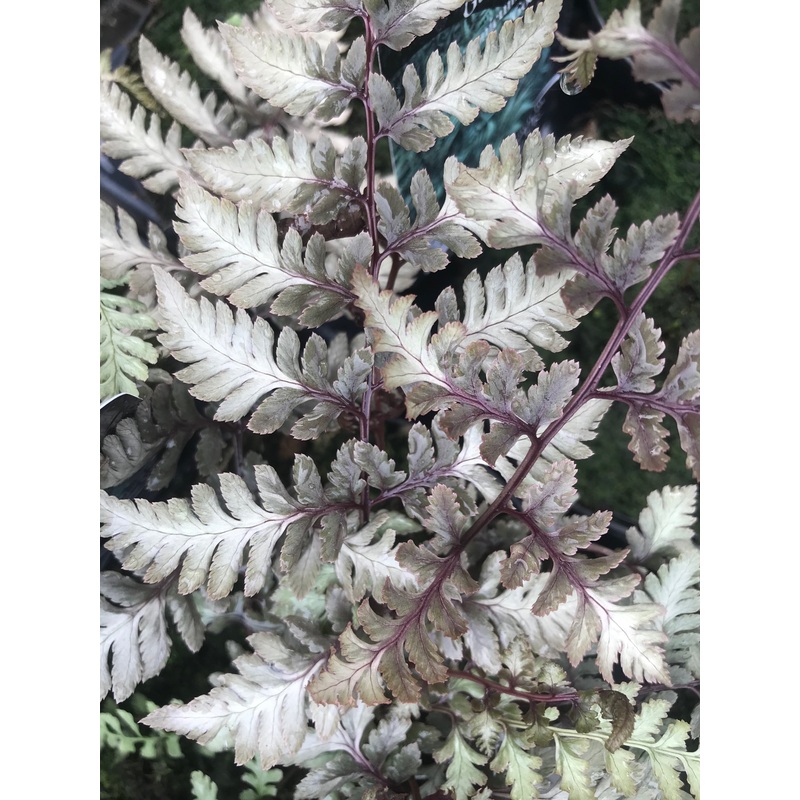 Athyrium niponicum var. pictum ‘Godzilla’