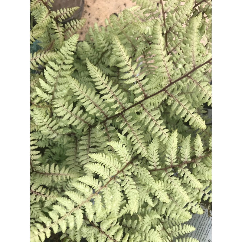 Athyrium x ‘Ghost’|1 litre|2 Litre