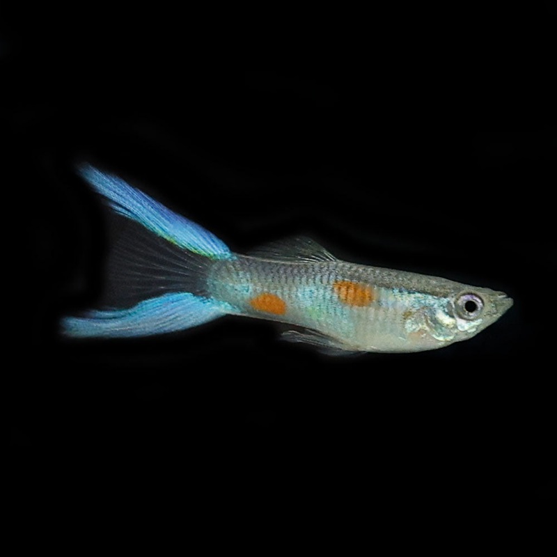 Blue Lyretail Guppy | Poecilia Reticulatus