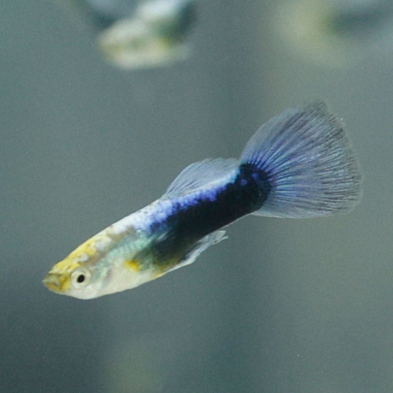 Blue Turquoise Guppy | Poecilia Reticulatus