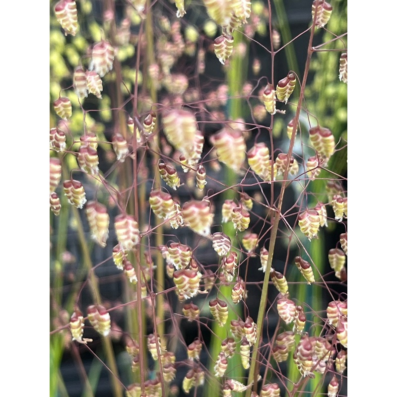Briza media Limouzi|9 cm pot|1 litre|2 Litre pot