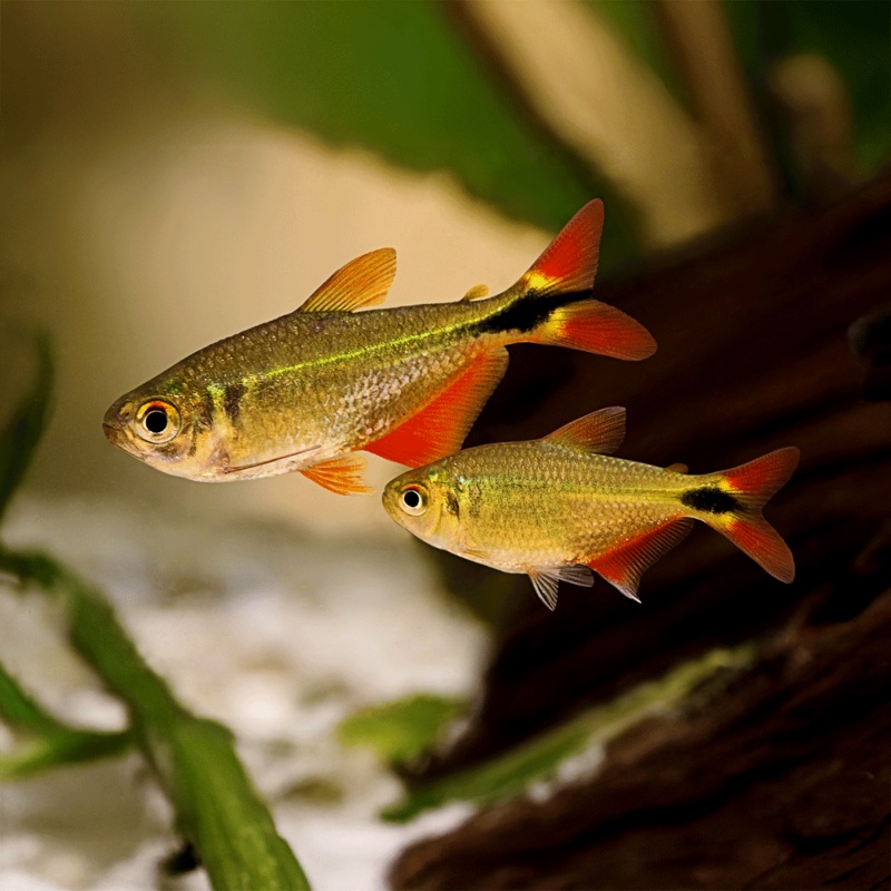 Buenos Aires Tetra|Imported|1 Fish