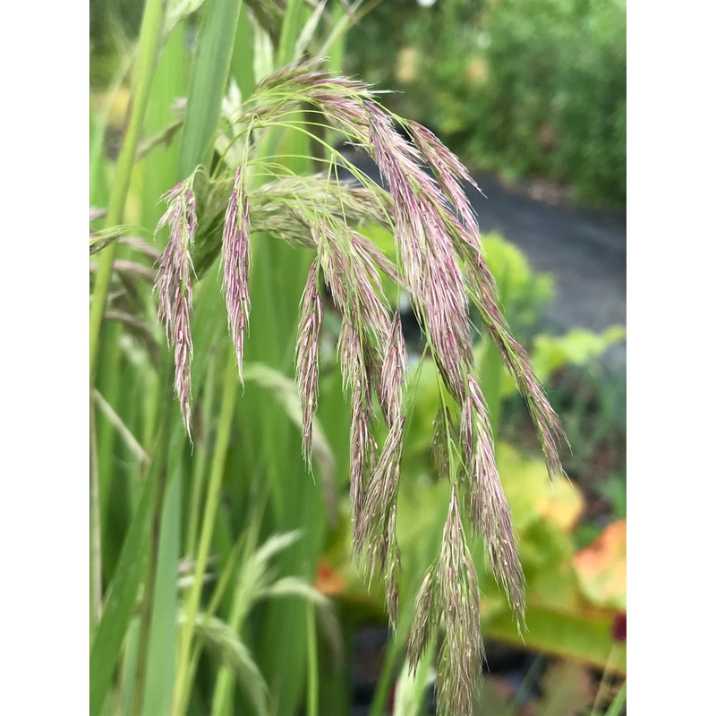 Calamagrostis emodensis|1 litre pot|2 Litre|bare-rooted plants