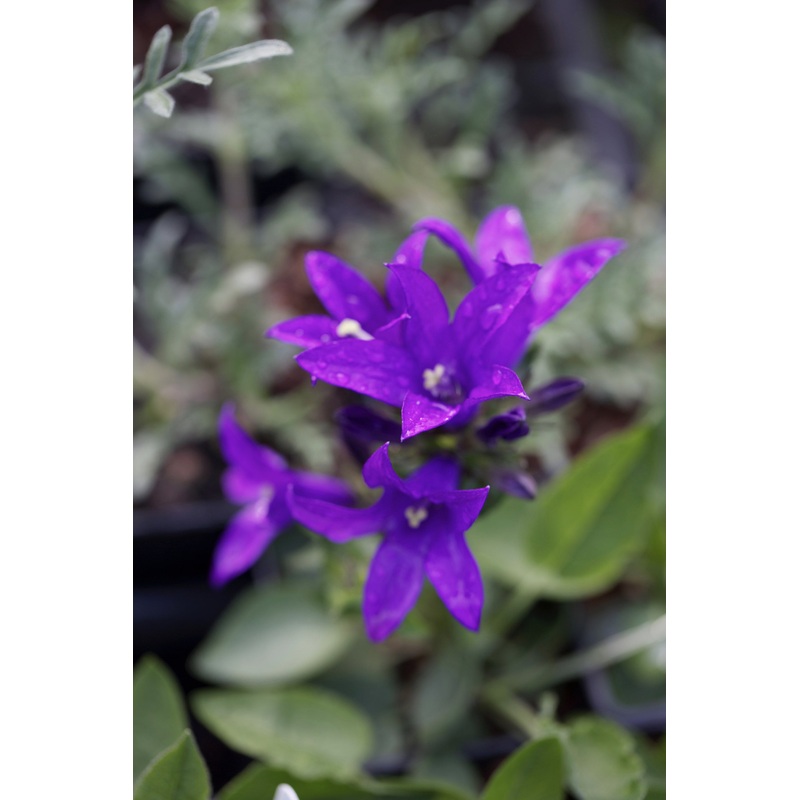 Campanula glomerata Joan Elliott
