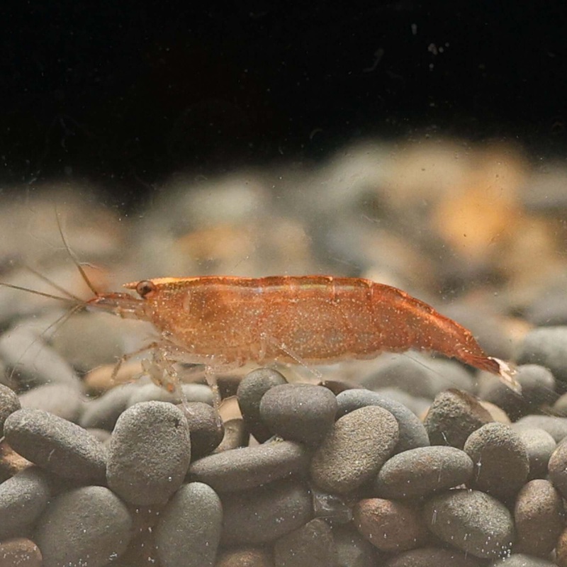 Caridina Babaulti ‘Malaya’|Imported|5 Shrimp