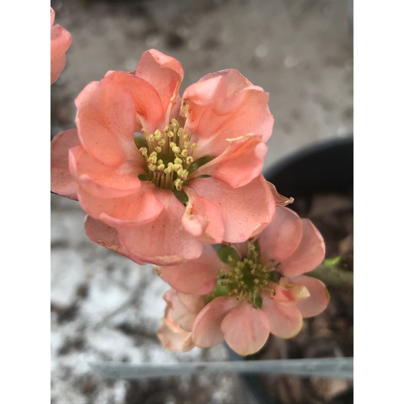 Chaenomeles x superba ‘Cameo’|4 litre