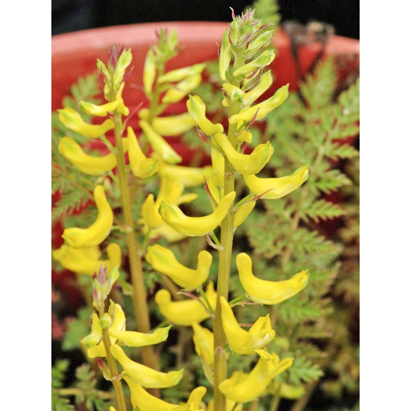Corydalis cheilanthifolia|9 cm pot