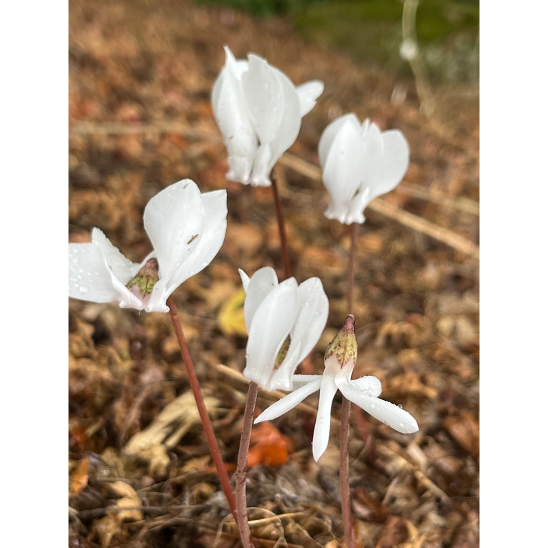 Cyclamen hederifolium var. hederifolium f. albiflorum