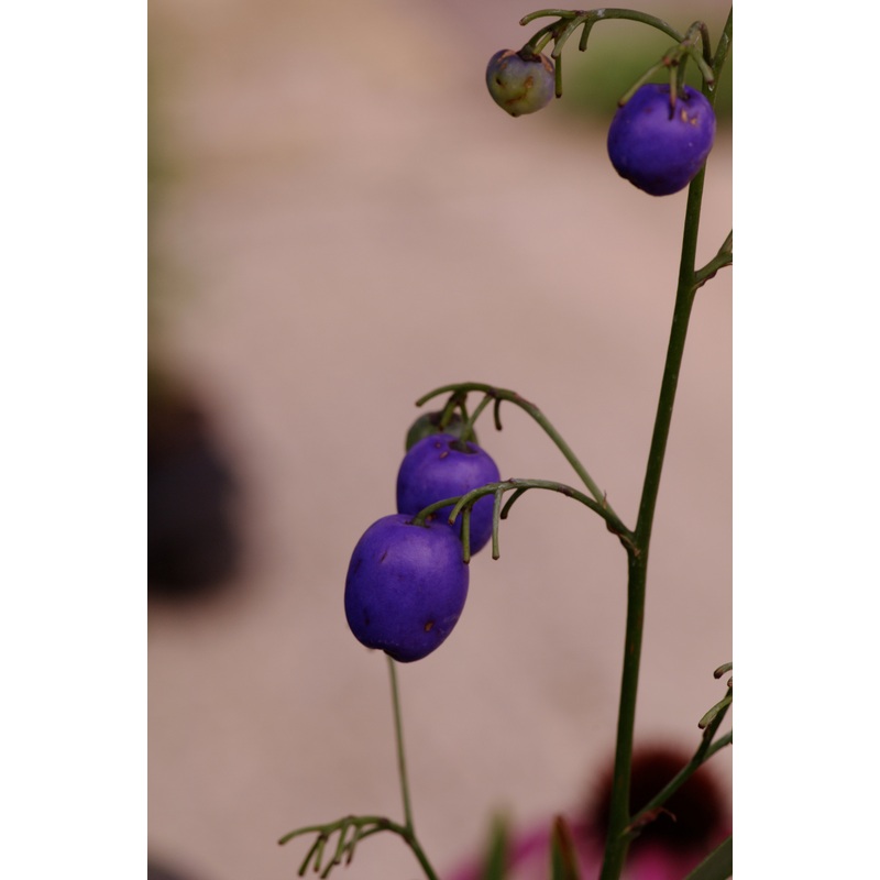 Dianella tasmanica|1 litre