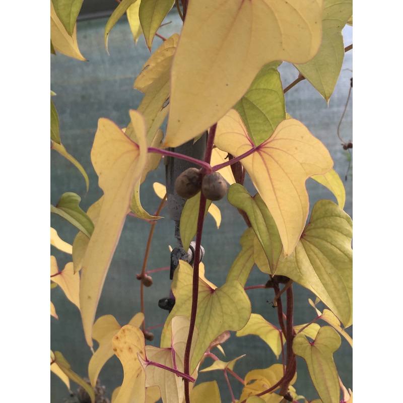 Dioscorea batatas|9 cm pot|7 cm pot|1 Litre pot