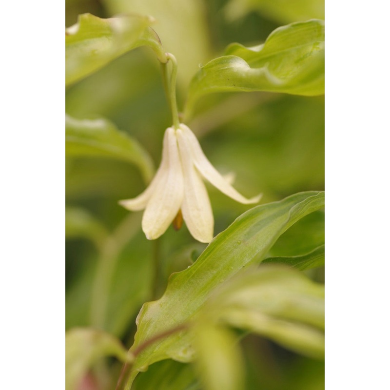 Disporum longistylum Aureovariegata