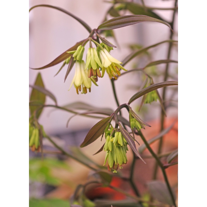 Disporum longistylum Night Heron