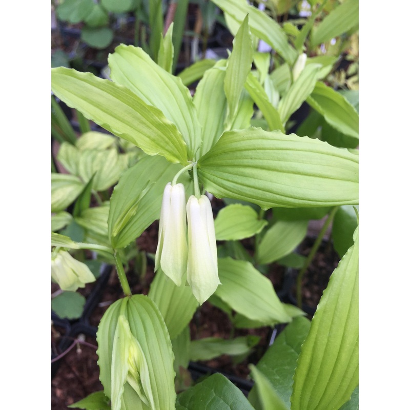 Disporum lutescens|1 Litre pot