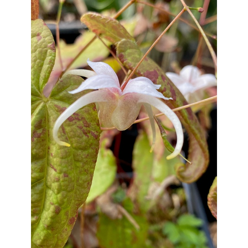 Epimedium latisepalum|1 litre