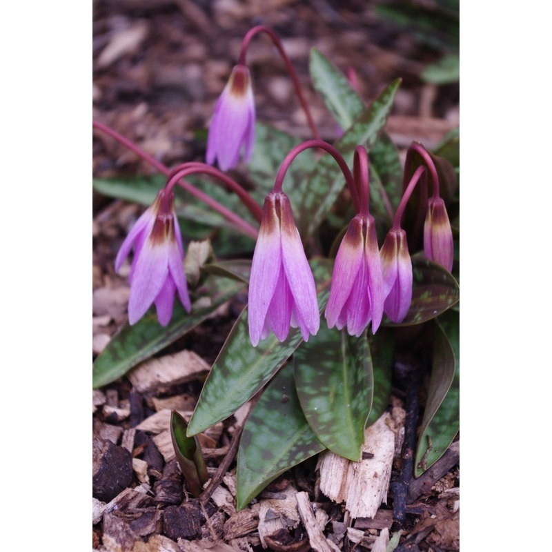 Erythronium dens-canis Pink Perfection